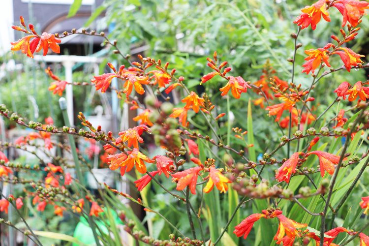 ヒメヒオウギズイセン。