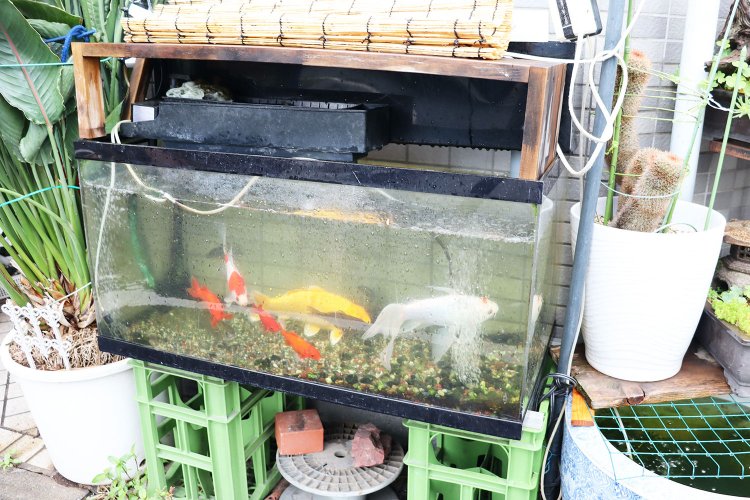 飲料ケースを台座にした路上水族館。