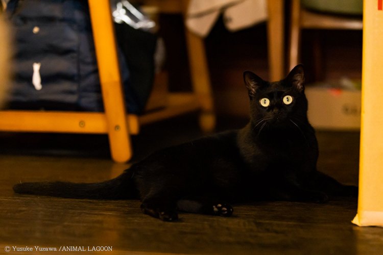 喫茶サロン ことたりぬ