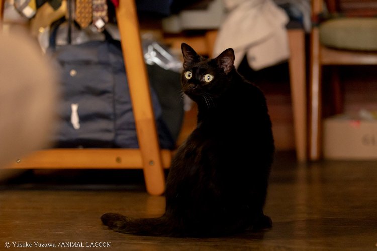 喫茶サロン ことたりぬ