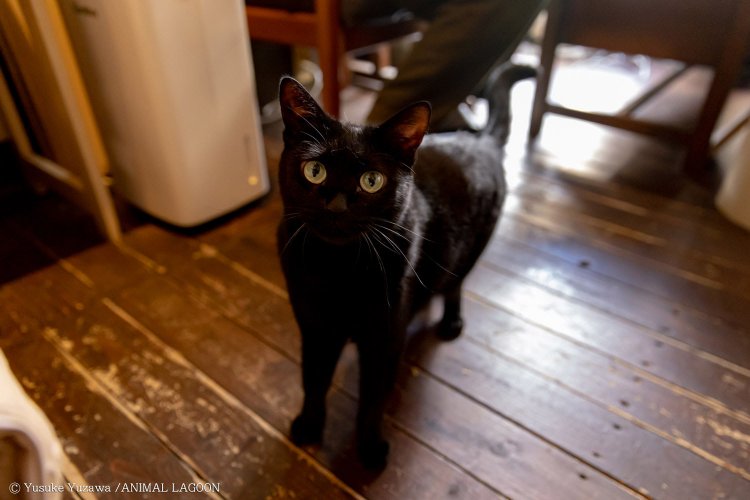 喫茶サロン ことたりぬ