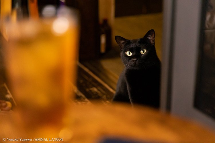 喫茶サロン ことたりぬ