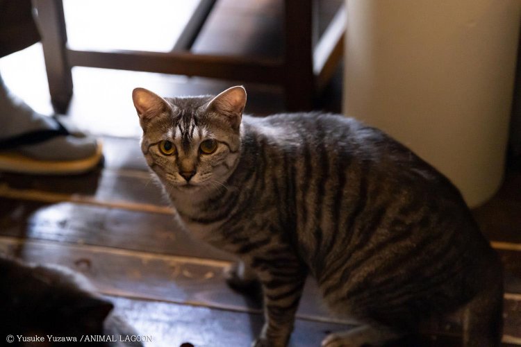 喫茶サロン ことたりぬ