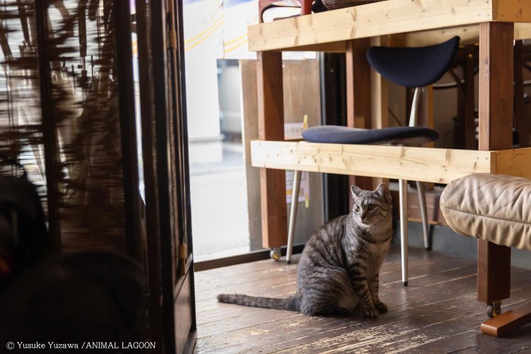 喫茶サロン ことたりぬ