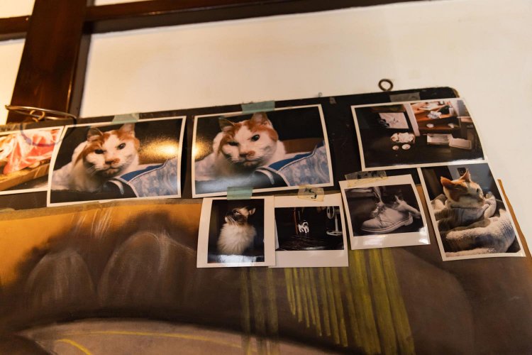 店内には歴代看板猫の写真も。