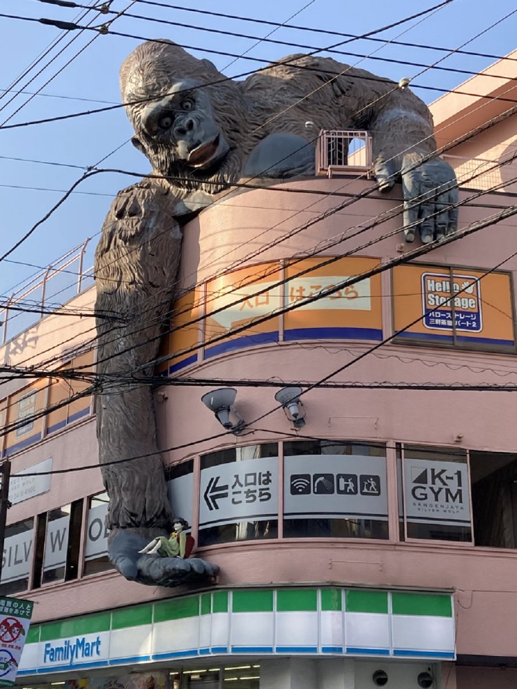三軒茶屋で有名なゴリラ。女の子を見つめる目が優しい（三軒茶屋・2020年）