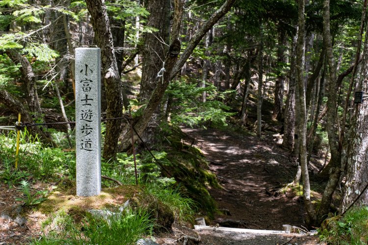 樹林帯へと続く遊歩道は多少の起伏があるものの難所はない。