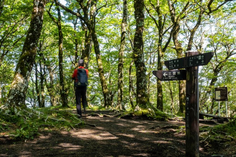 ブナやミズナラが生い茂る三国山山頂。