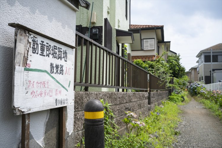 勘重郎堀跡地にはアジサイが咲いていた。
