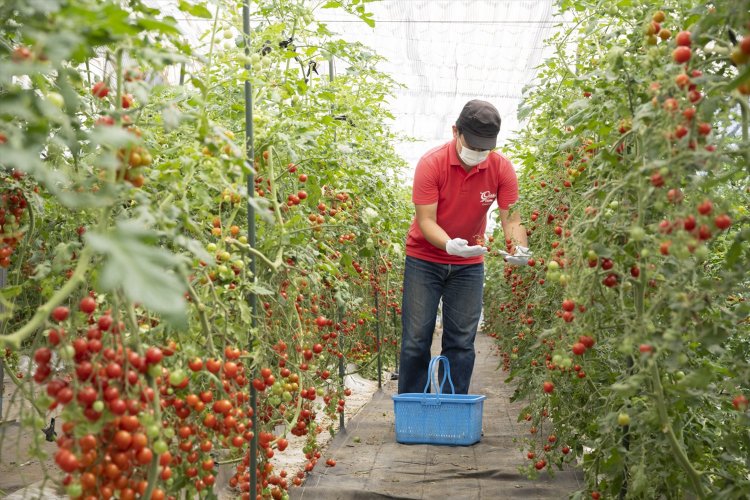 ミニトマト一筋の『おイシイ農園』。色も味も個性がバラバラな数十種類のミニトマトを、とことん愛しぬいて栽培している。