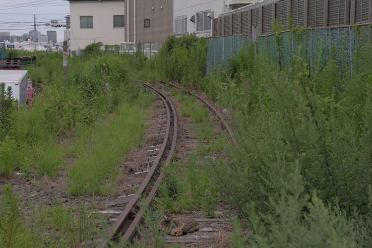 単線となった専用線。緩やかなカーブの先に瑞穂橋がある。手前の茶色いのは寝ている猫。線路と猫はよく似合う。
