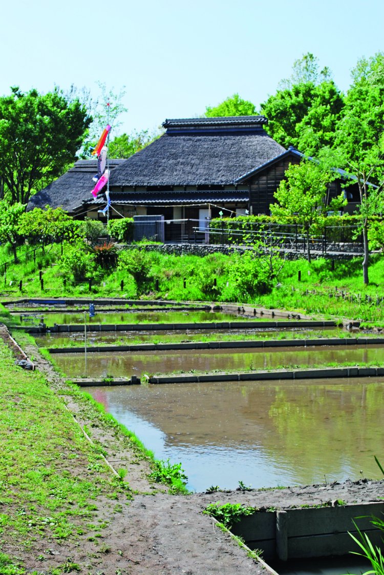赤羽自然観察園