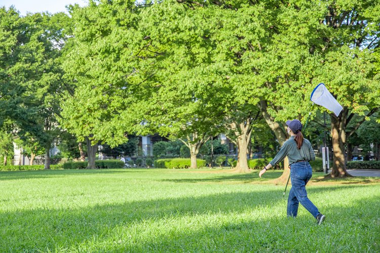 【大人の夏休み】本気でセミ捕りに挑む