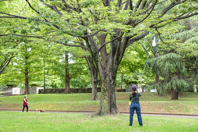 高所に止まるセミを発見。ロング捕虫網の出番！