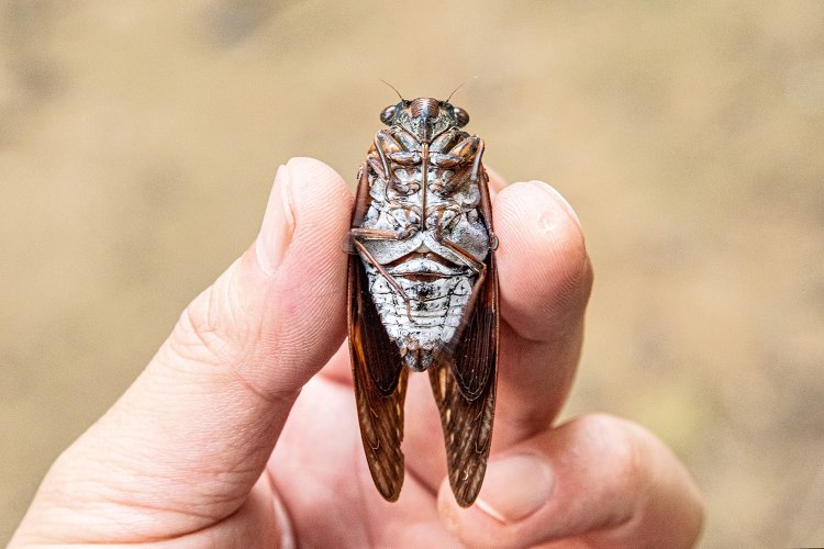 オスの胴体中央に発音器官がある。