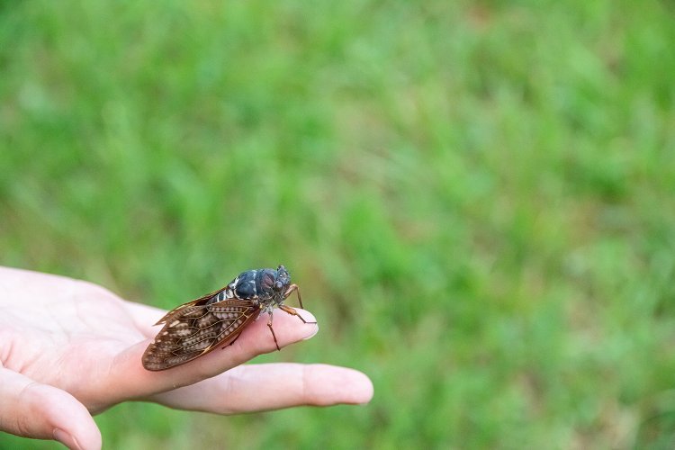 アブラゼミと戯れる。