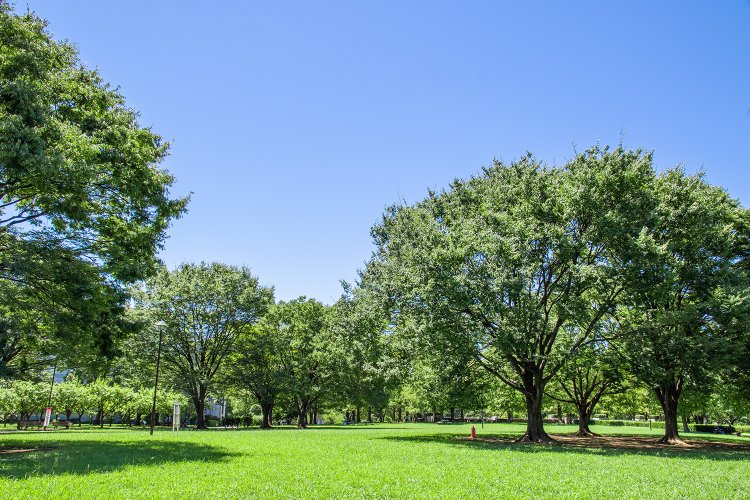今日は都内の公園にやってきた。