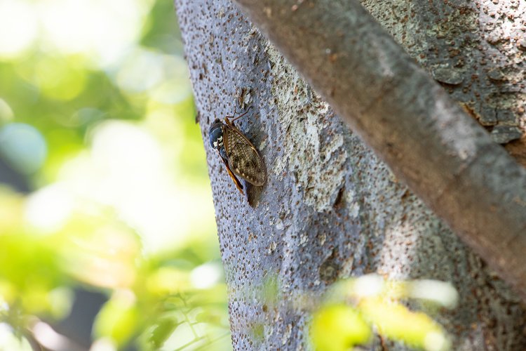 セミを発見！