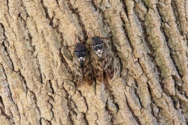 にじり寄るカップル。この木が本当のセミダブルベッド。