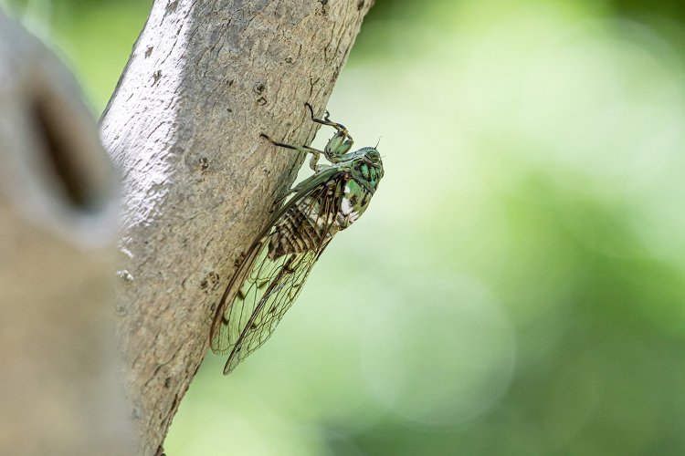 我ら関東人にはおなじみのミンミンゼミ。