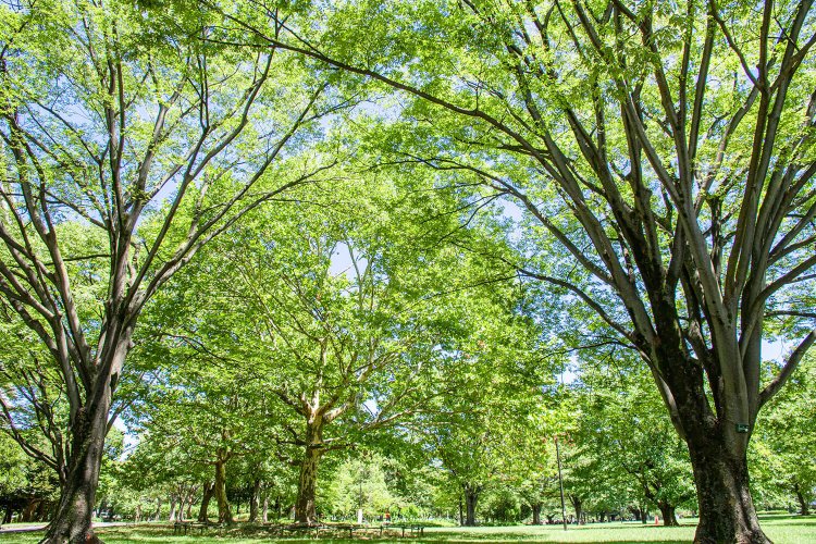 真夏の公園は暑い！  日差しキツい！  蚊が多い！  と大人が忘れかけていた現実のオンパレード。帽子とか日焼け止めとか、虫除けスプレーとかはしっかり準備はしていこう。熱中症対策の水分も忘れずに！