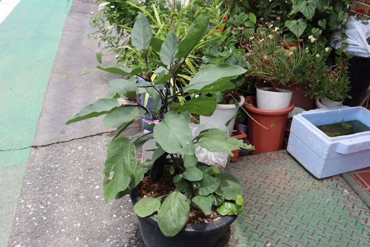 向島の路上ではナスをよく見かけた。さすが、寺島ナスゆかりの地。