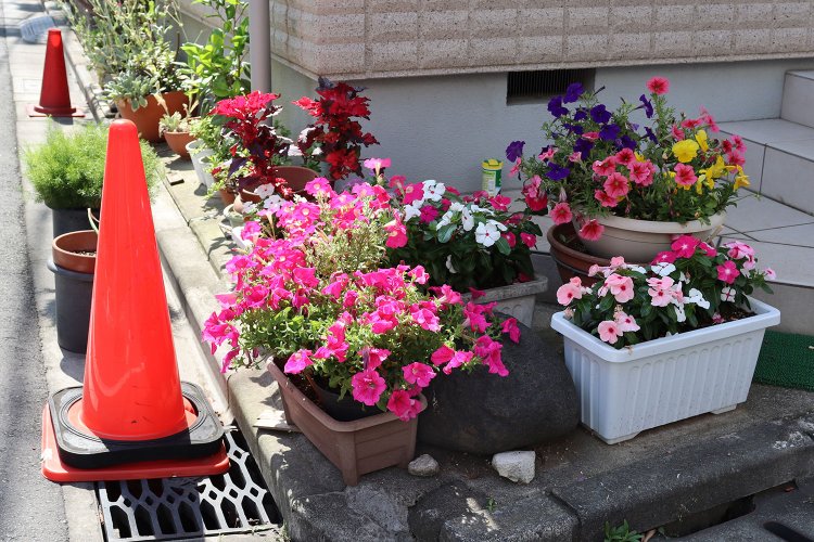 ペチュニアにニチニチソウ。カラフルでぷりてぃーな花たち。