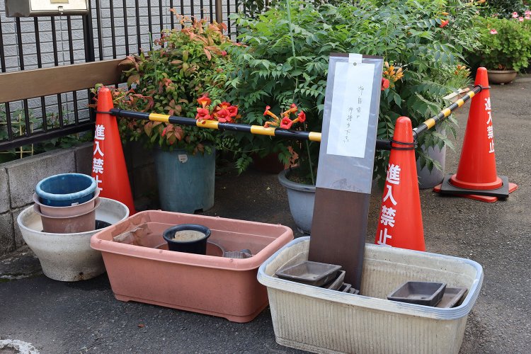 「ご自由にお持ちください」の鉢は、この街だとあっという間になくなりそうだ。背後ではノウゼンカズラをパイロンがしっかりと護っている。