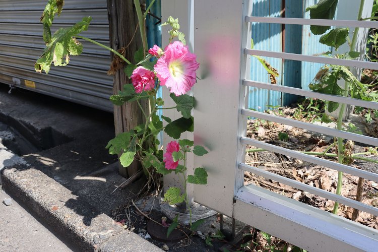 こぼれ種から？ スキマから満開のタチアオイ。