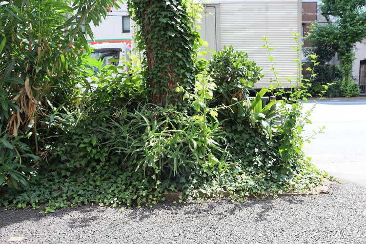 イチョウの根元で密かな生存競争が繰り広げられている。