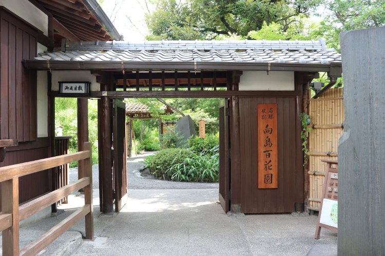 村田あやこの路上園芸探訪・向島編