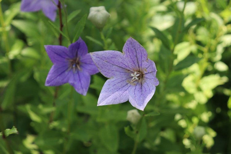 星型が印象的なキキョウ。