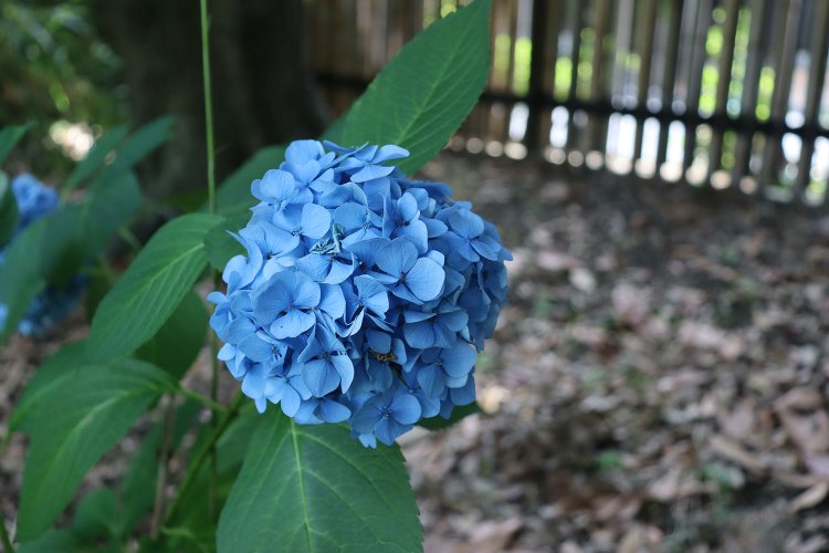 鮮やかな空色のアジサイ。