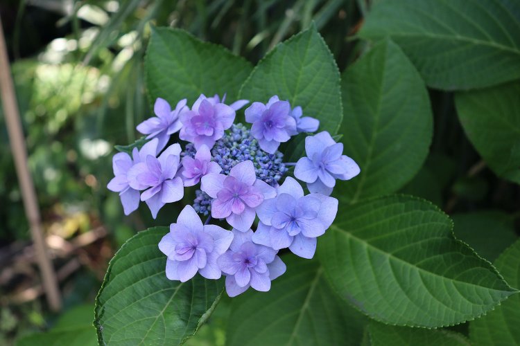 こちらは薄い紫。アジサイは多様な花色の品種を楽しめた。