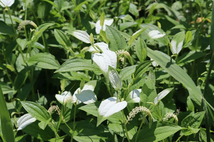 半分だけ化粧をしたようなハンゲショウ。