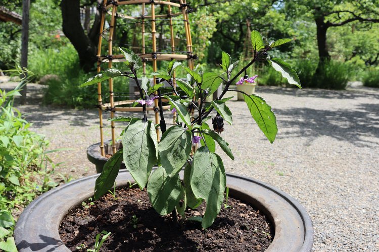 「寺島ナス」も育てられていた！