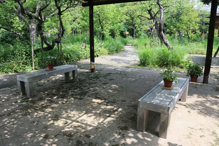 藤棚の下のベンチに置かれた鉢植えは、ソーシャルディスタンスへの配慮？