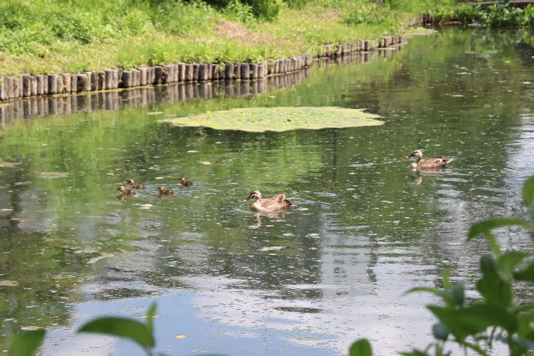 園内の池を泳ぐカルガモ親子。