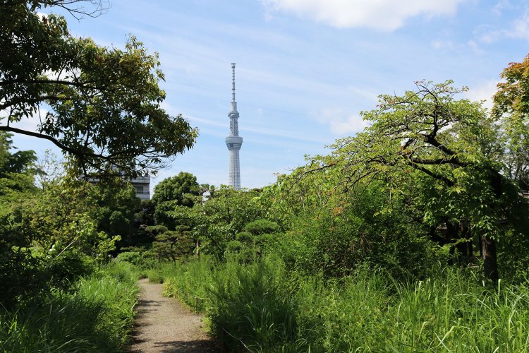 深い草木の向こうにスカイツリー。