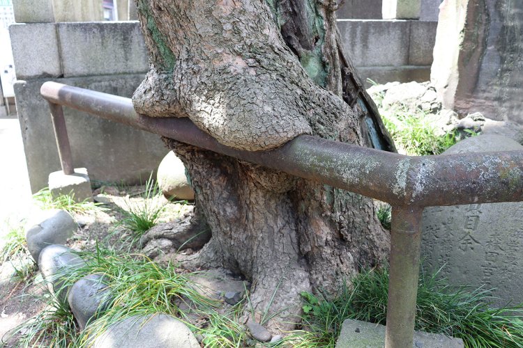 お尻を乗っけて座っているようにも見える。