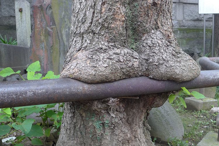 柵にかぶりつく木（2016年ver.）。