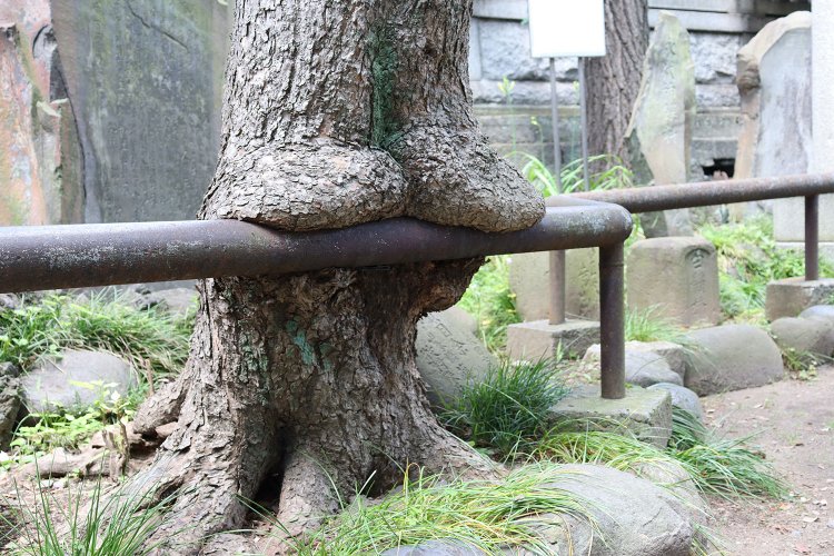 柵にかぶりつく木（2021年ver.）。