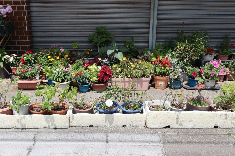 二列でズラリ。花道のような見事な園芸。
