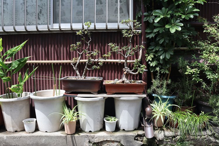 盆栽オン鉢。白い鉢と小さな鉢が交互に並ぶ様子が、親子みたいでかわいい。