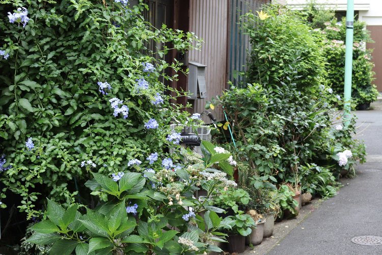 入り口をぎっしりと囲むみずみずしい植物。青いルリマツリが涼しさを演出。