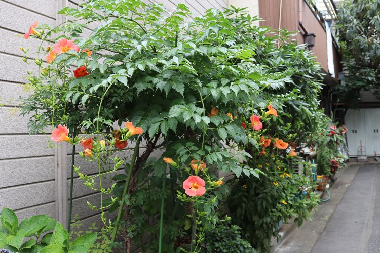 ノウゼンカズラが開花。