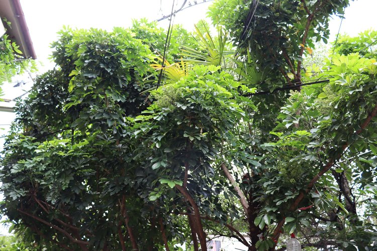 路地の空を覆う巨大シェフレラ。