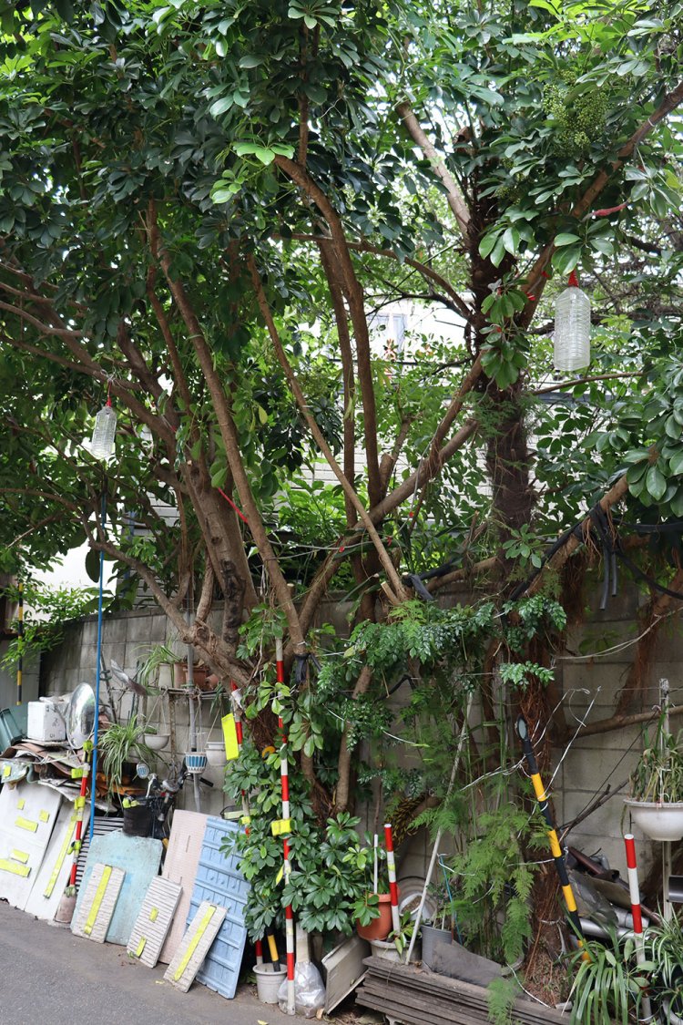 暴れるように広がる幹。お隣からはシュロもニュッと生えていた。