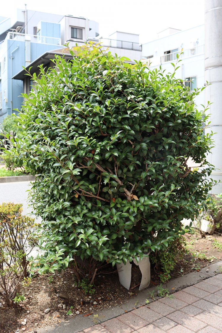 街路樹のふりをした鉢植えのツバキ。