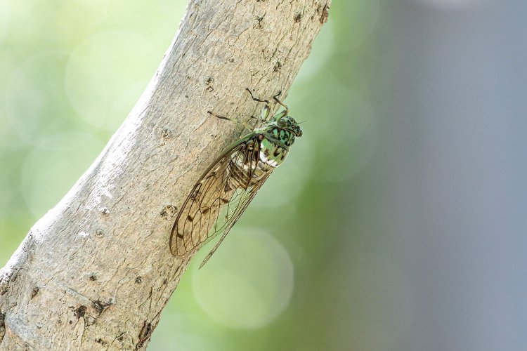 【大人の夏休み】本気でセミ捕りに挑む 〜子供の遊びと侮るなかれ！〜